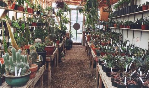 succulents wholesale bay area